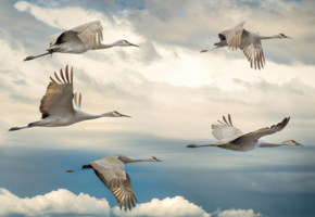 x2openEuler Migration » ADMIN Magazine
