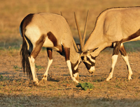 © Nico Smit, 123RF.com © Nico Smit, 123RF.com