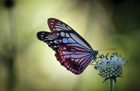 Photo by Pynkhlainborlang Khongwar on Unsplash Photo by Pynkhlainborlang Khongwar on Unsplash