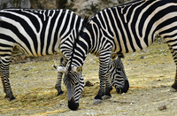 Photo by shraga kopstein on Unsplash